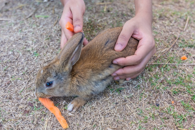 Rabbit in the zoo