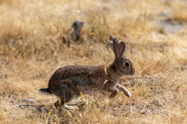 Фото Кролики и зайцы