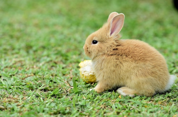 写真 ウサギとウサギ