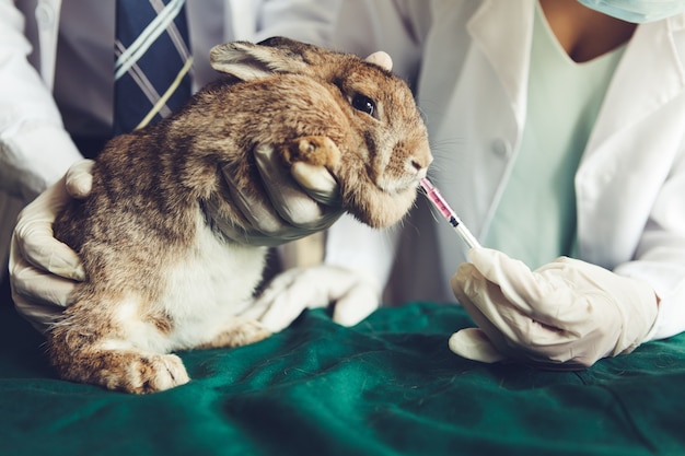 Rabbits are being taken care of by a veterinarian and his assistant.