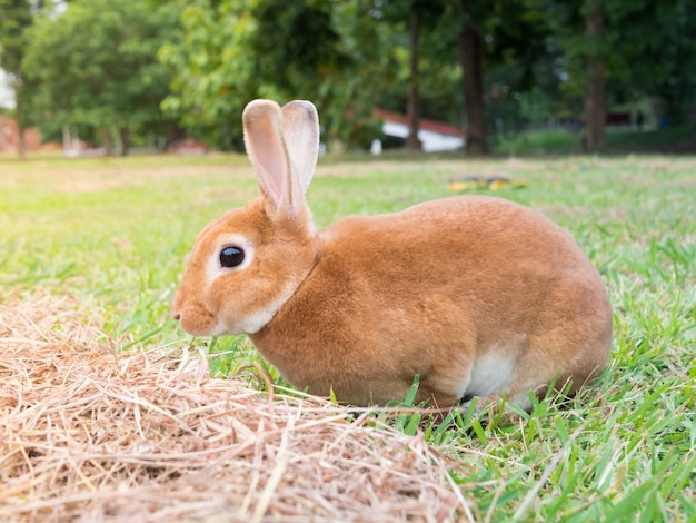 写真 ウサギは裏庭で草を食べている