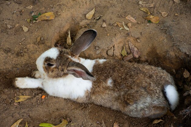 Photo rabbits or bunnies family in cage waiting thai people and foreign travelers travel visit and playing feeding food at safari and zoo in nakhon pathom thailand