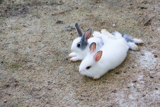 庭のウサギのウサギ