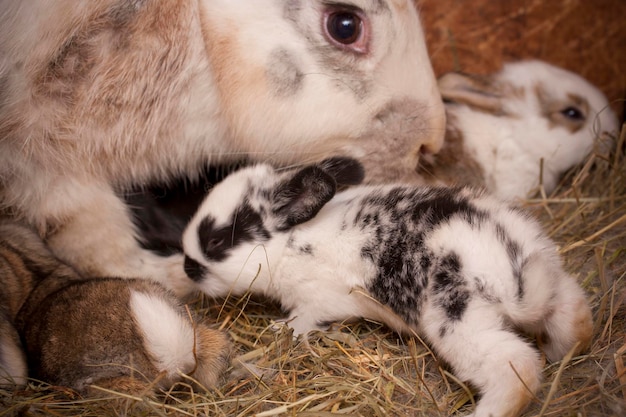 Foto famiglia di conigli