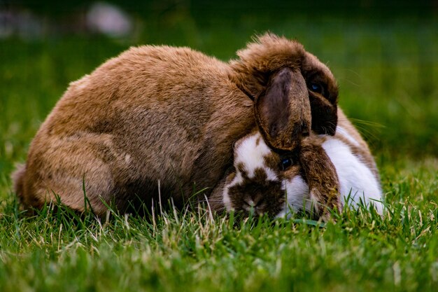 Photo rabbits in a field