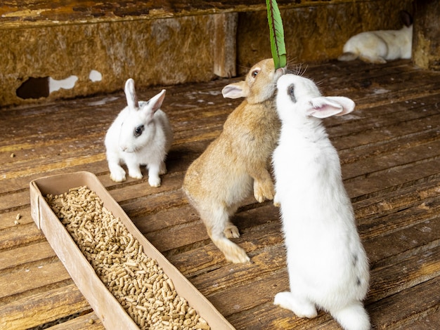 Кролики встают, чтобы поесть зеленый лист.