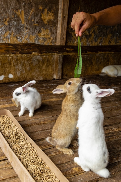Foto conigli che si alzano per mangiare foglie verdi.