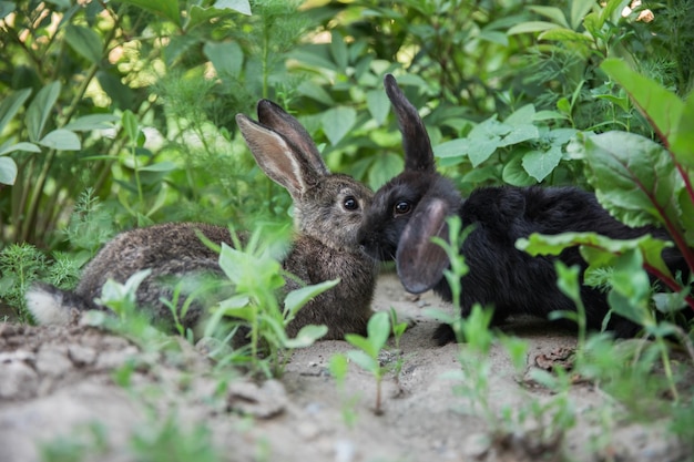 Rabbits in the grass