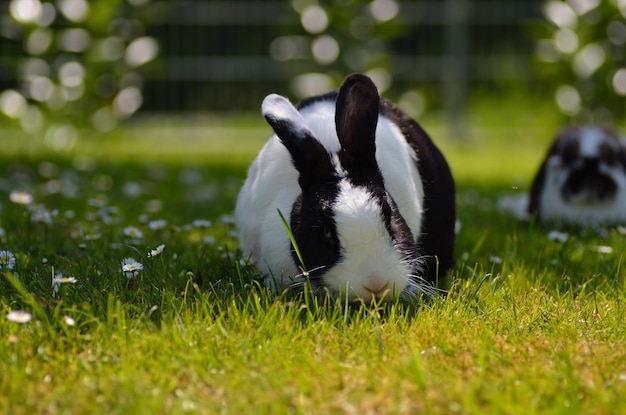 잔디에 토끼