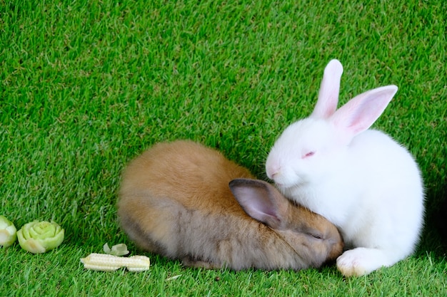 Rabbits on the green grass, eating fruits and vegetables