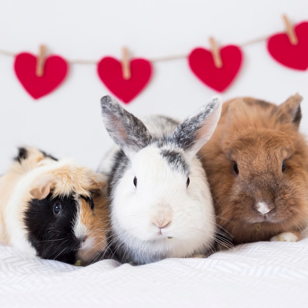 Rabbits and guinea pig near row of decorative red hearts on twist