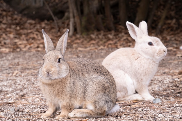 rabbits on natural environment