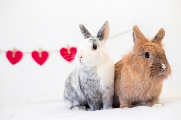 Rabbits near ornament hearts on twist