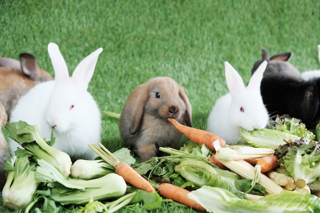 写真 緑の草の上にウサギ、果物や野菜を食べる