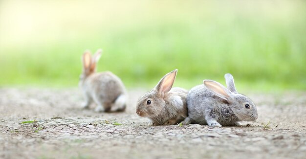 写真 緑の背景で地面にウサギ