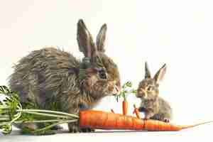 Photo rabbits and their love for carrots isolated on white background