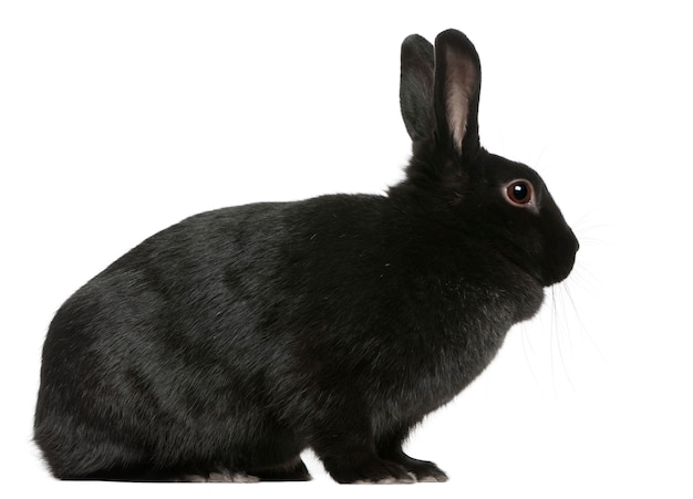 Rabbits on white isolated