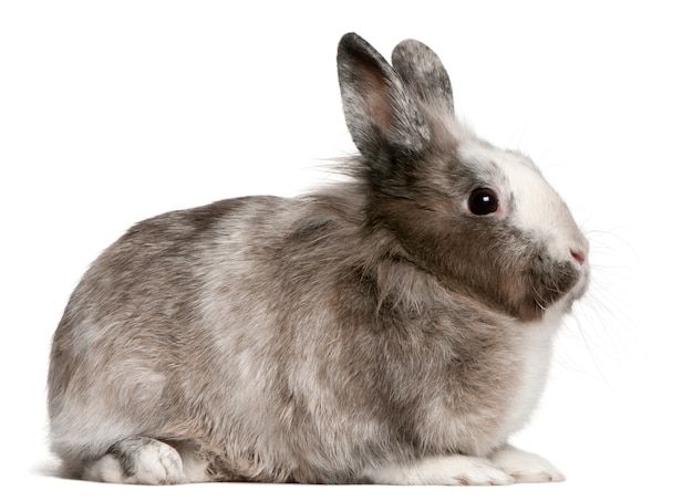 Rabbits on white isolated