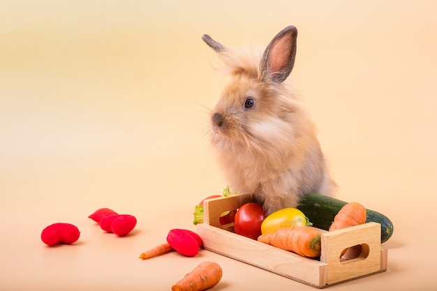 Кролики на деревянных полах, морковь, огурцы, помидоры и бочки на деревянных полах