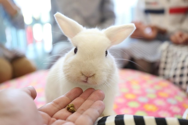 うさぎ