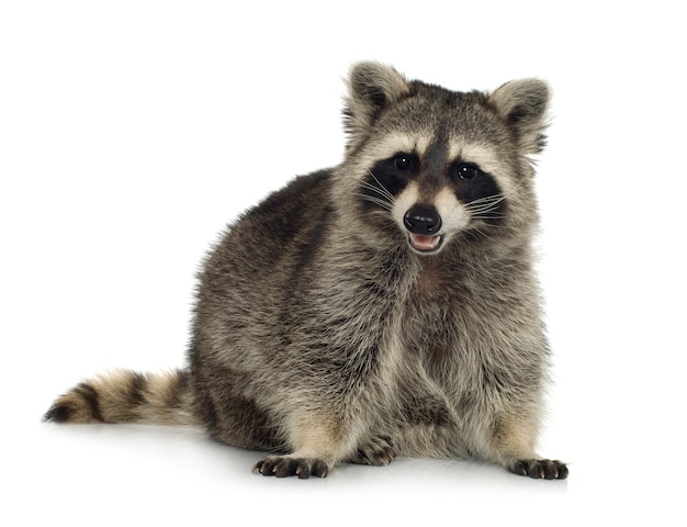 Photo raccoon (9 months) - procyon lotor isolated