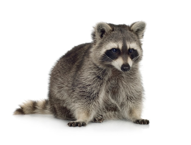 Raccoon (9 months) - Procyon lotor isolated