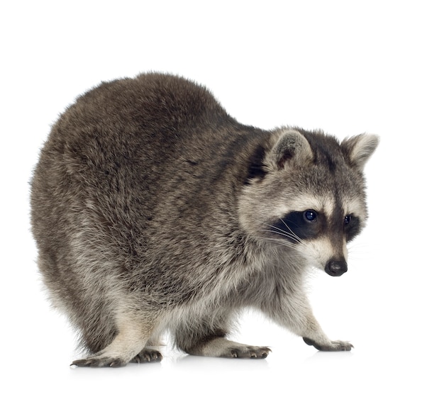 Raccoon (9 months) - Procyon lotor isolated