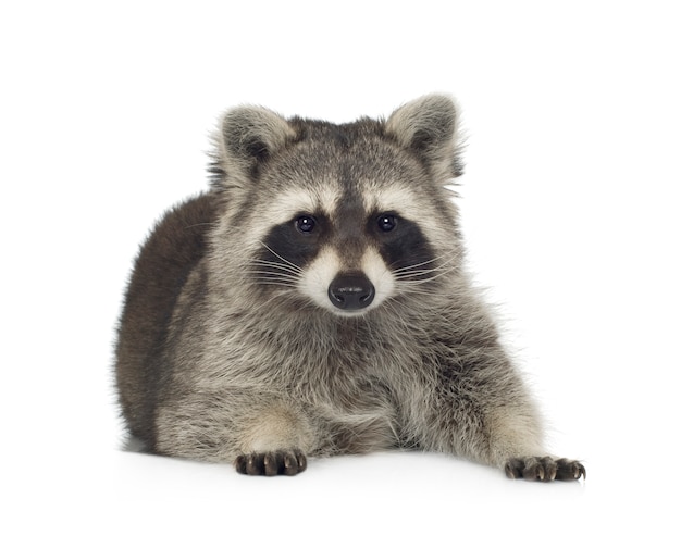 Raccoon (9 months) - Procyon lotor isolated