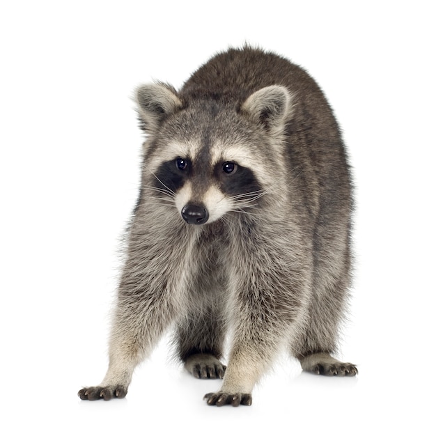 Photo raccoon (9 months) - procyon lotor isolated