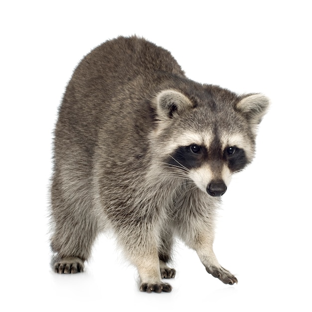 Raccoon (9 months) - Procyon lotor isolated