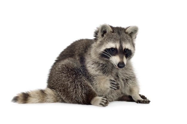 Raccoon (9 months) - Procyon lotor isolated