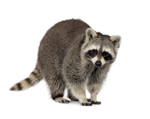 Photo raccoon (9 months) - procyon lotor isolated