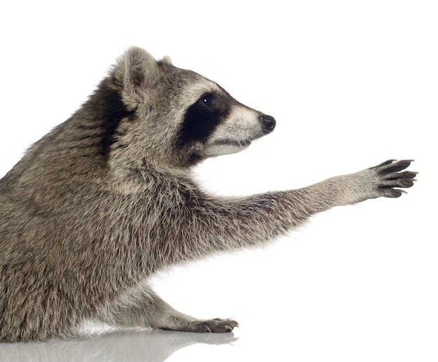 Raccoon (9 mesi) - procione lotor isolato