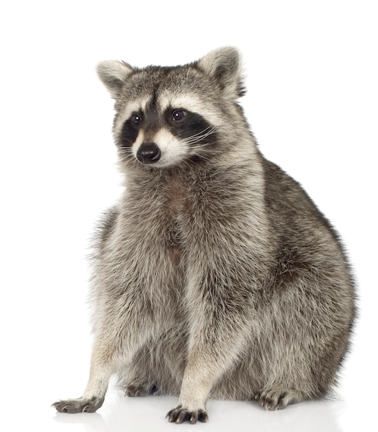 Raccoon (9 months) - Procyon lotor isolated