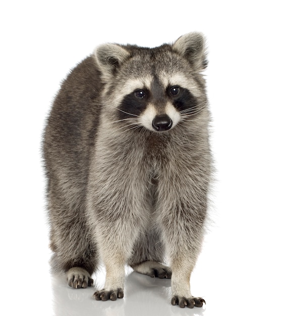 Raccoon (9 mesi) - procione lotor isolato