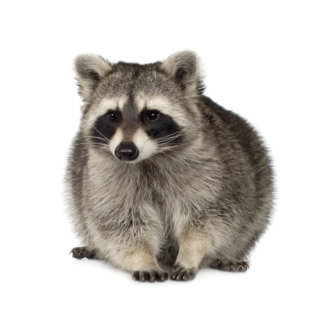 Raccoon (9 months) - Procyon lotor isolated