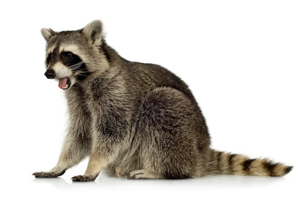 Raccoon (9 months) - Procyon lotor isolated