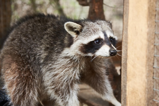 Raccoon in cage