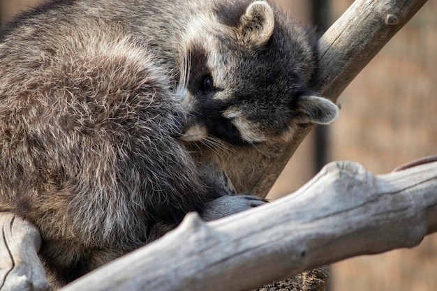 raccoon curled up in a ball and sleeping on a branch