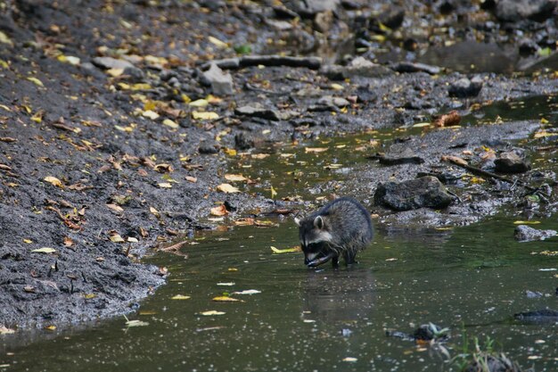 Raccoon on a dirty coast in Prairie Nature Center Olathe KS