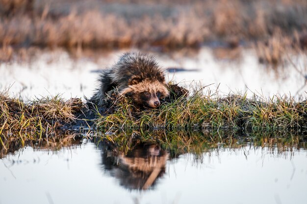 Photo raccoon dog on a hummock on a swamp