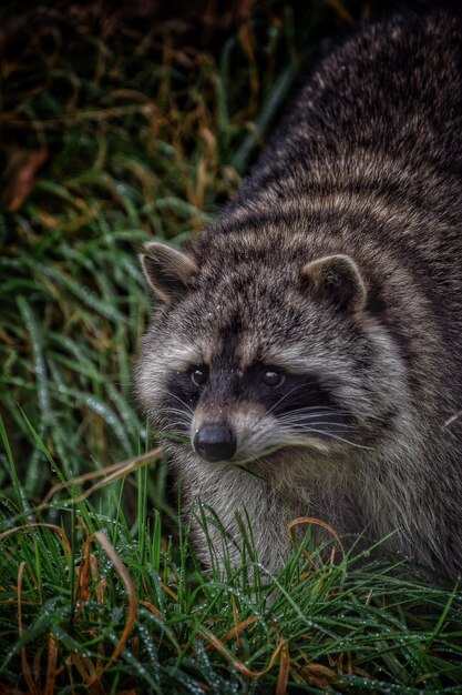 Photo raccoon on grassy field