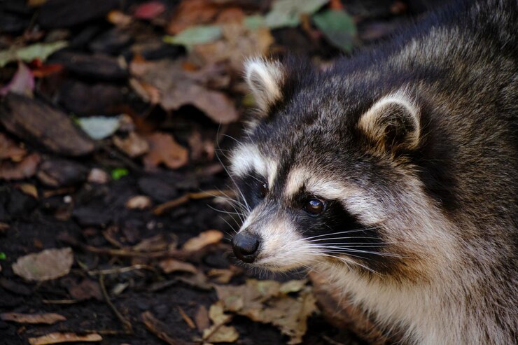 Photo raccoon poloskun in its natural habitat