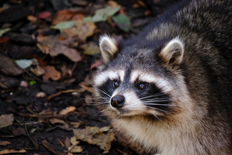 Photo raccoon poloskun in its natural habitat