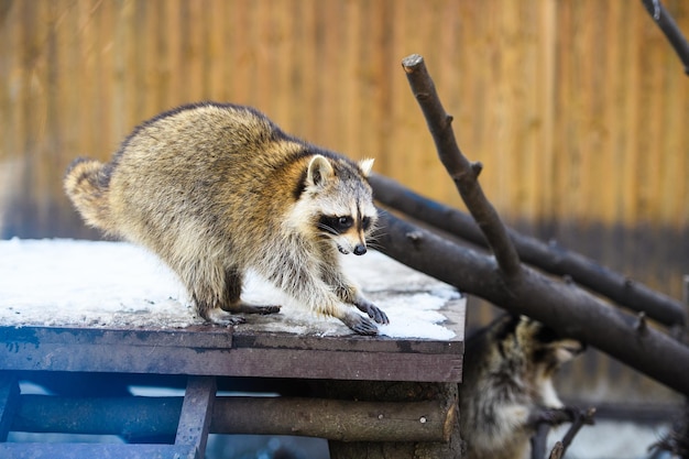 Photo raccoon portrait