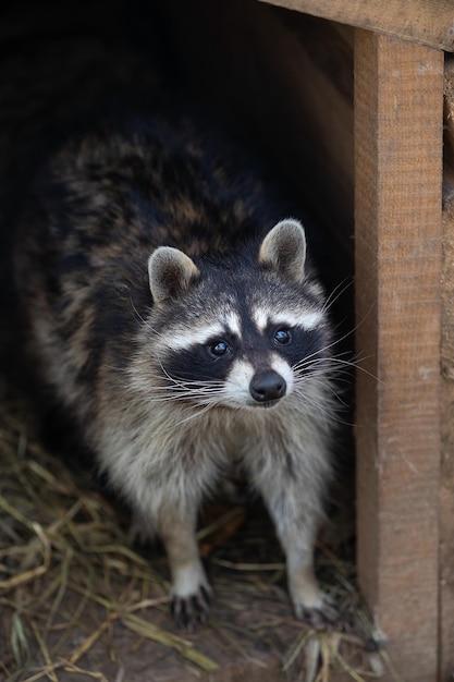 Raccoon Procyon lotor