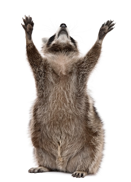 Photo raccoon, reaching up