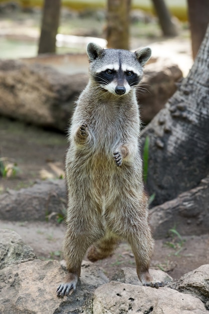 アライグマが座ってじっと見つめている