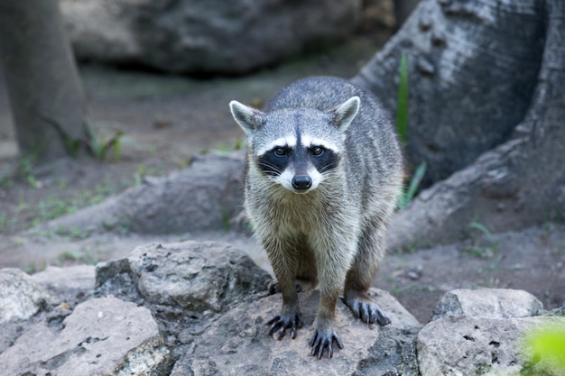 アライグマが座ってじっと見つめている