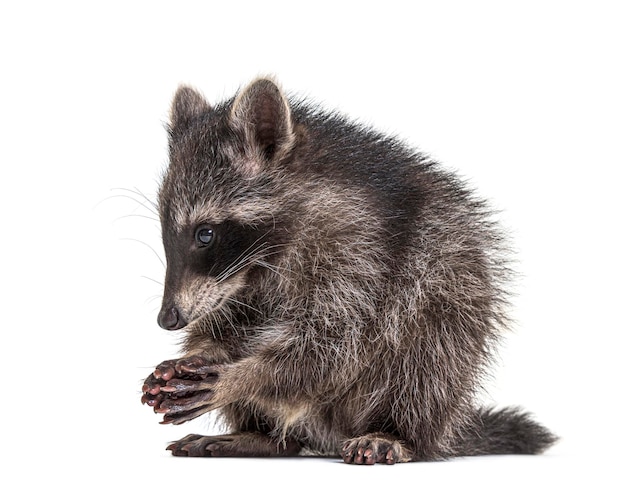 Raccoon standing in front isolated on white